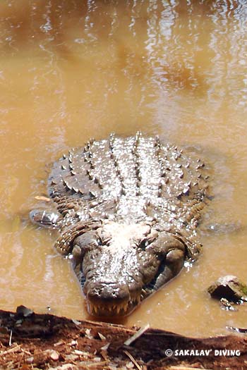 excursions crocodile de Nosy Be
